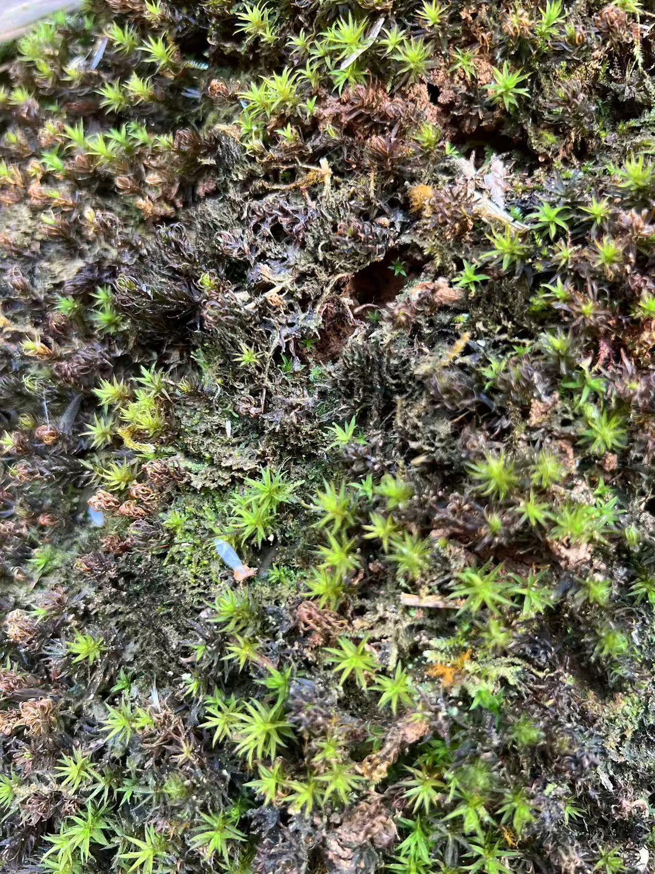 剩下辉煌的篇章还在书写着，当时一边实习一边上班，就是在这种半工半学的情况下我依然坚持着最初的理想，致敬 2023年-2024年考试前夕封面